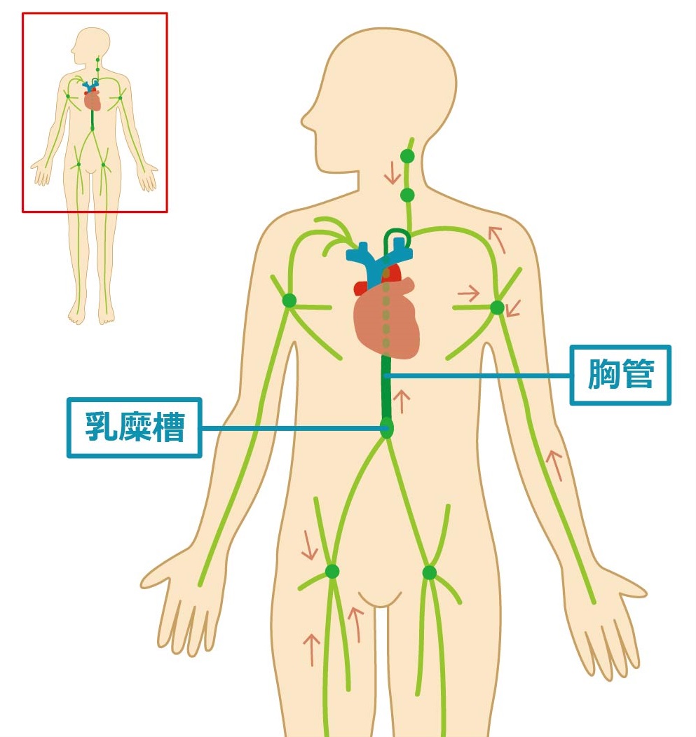 リンパ 系 について 正しい の は どれ か