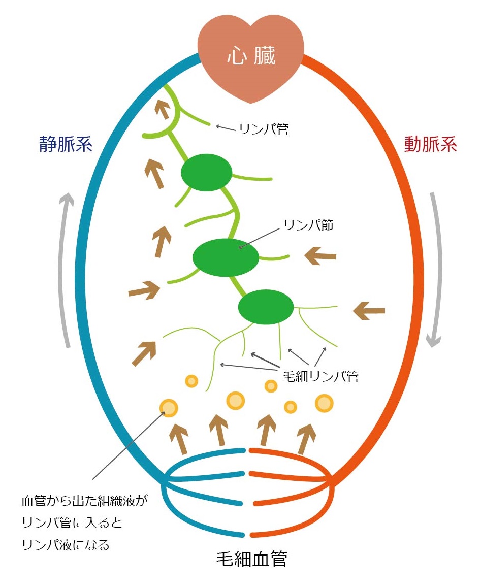 リンパ系について リンパ管疾患情報ステーション